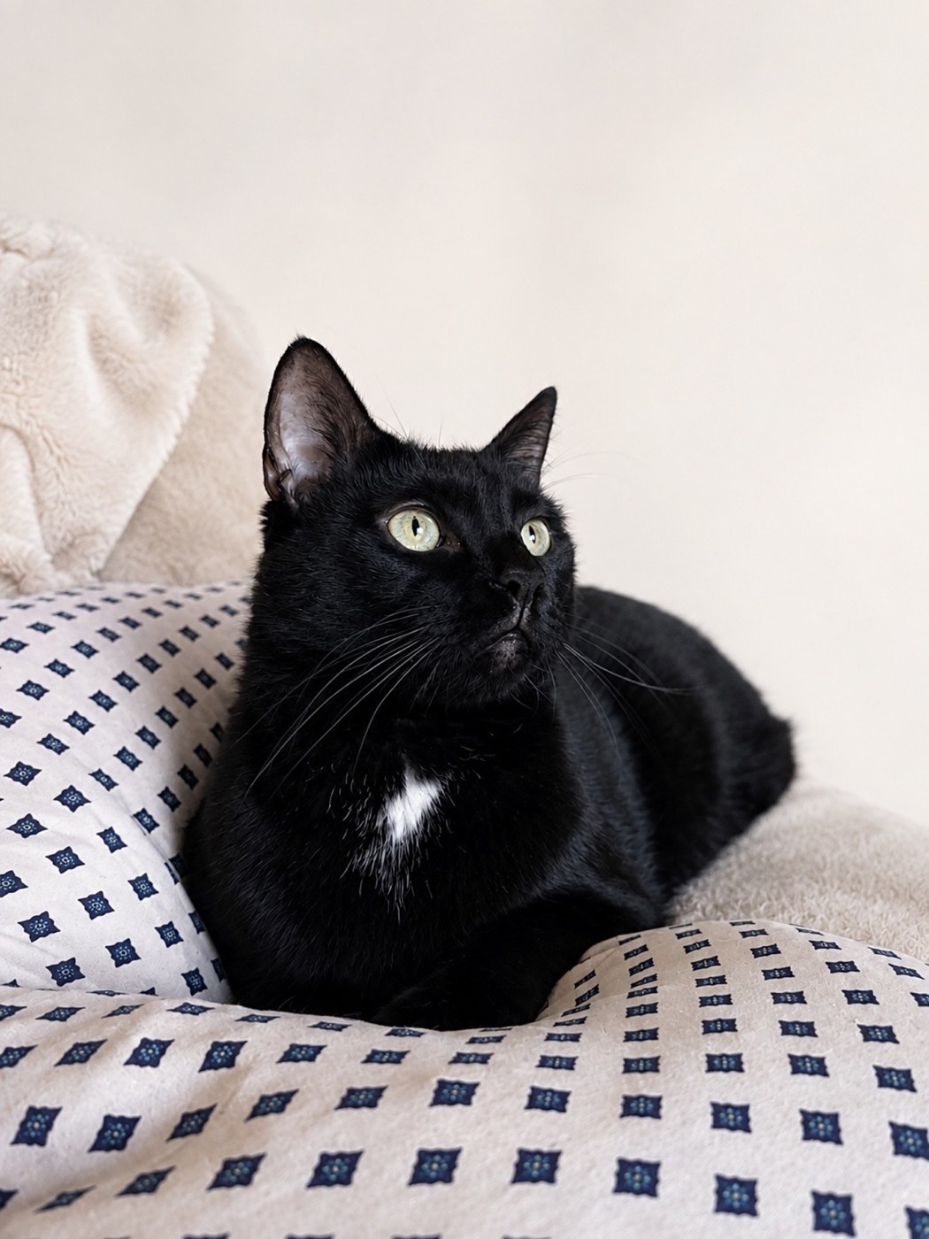 A black cat resting at home