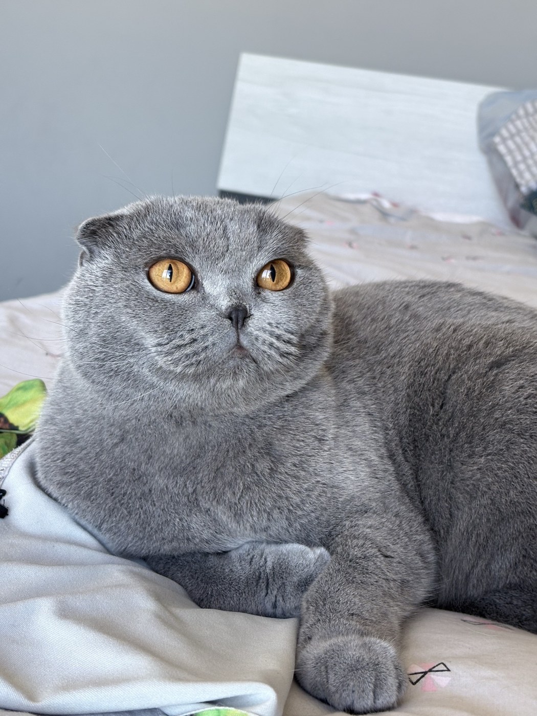 A grey folded-ear cat