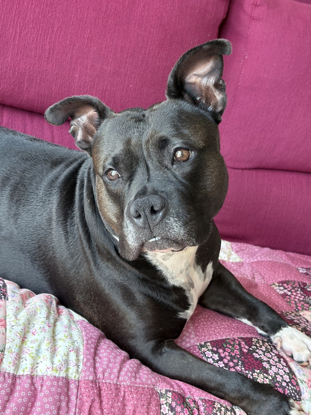 A grey dog relaxing on a sofa