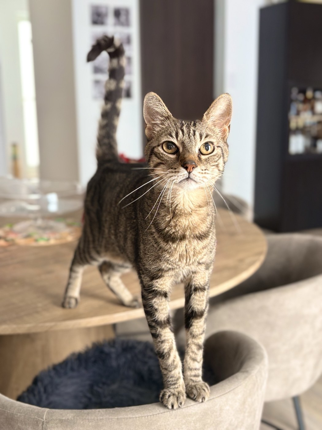 A tabby cat ready to greet its sitter