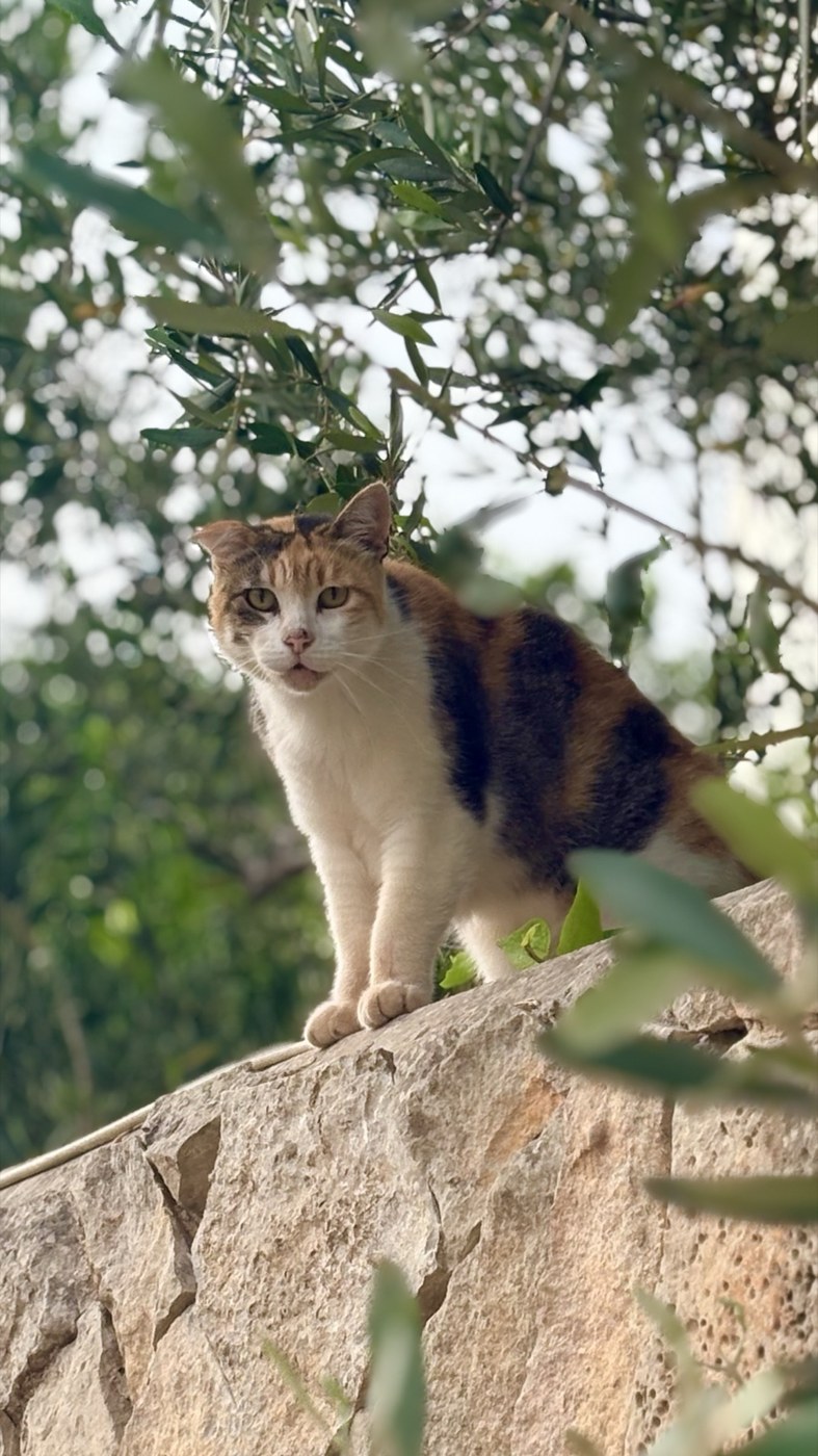 A calico cat enjoying the garden