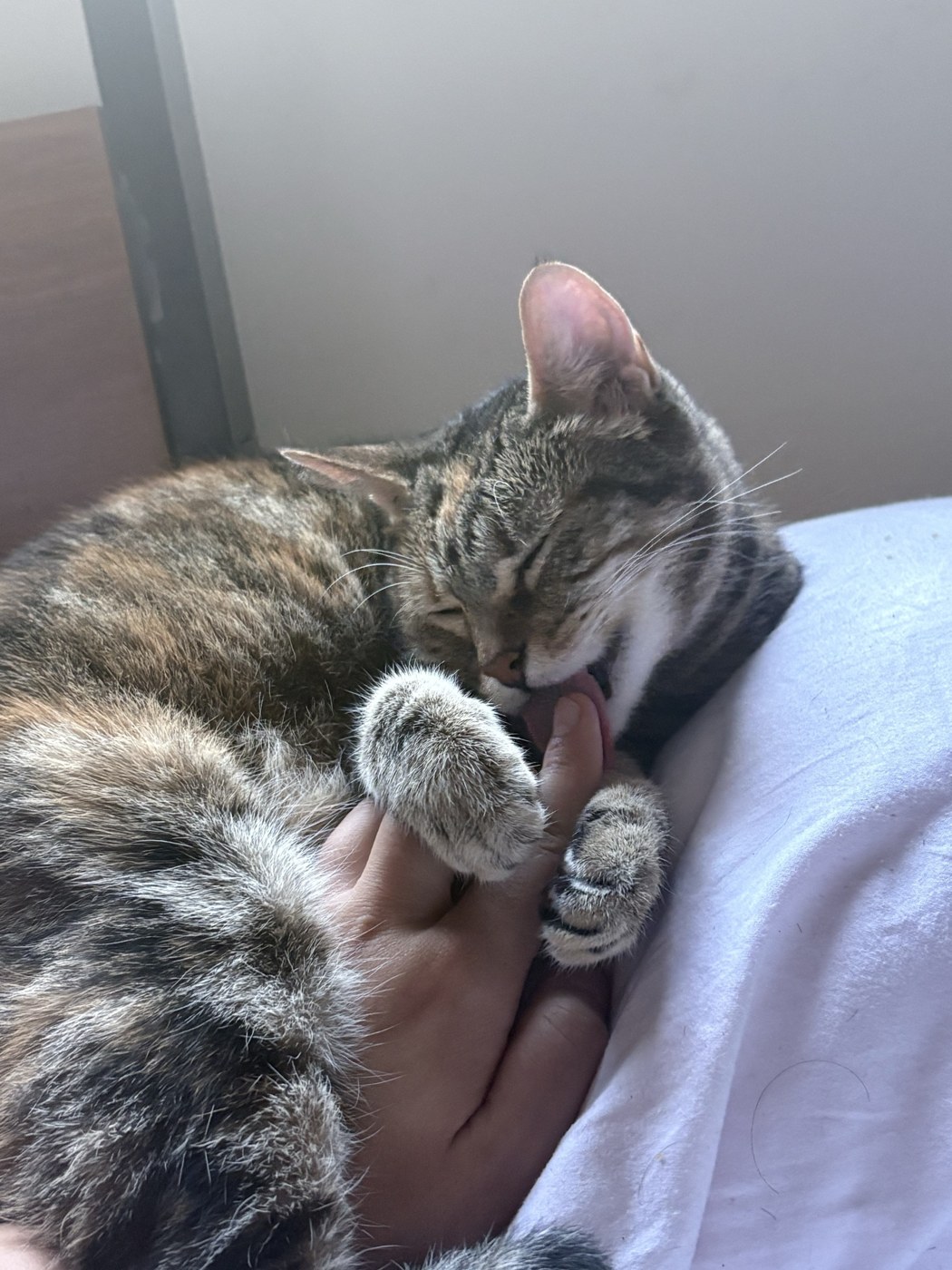 A tabby cat cuddling in caring hands