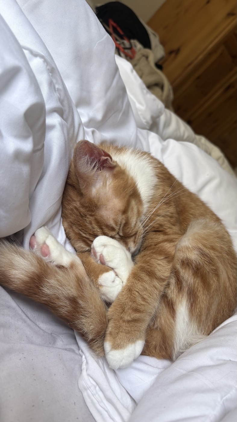 A ginger-and-white cat sleeping