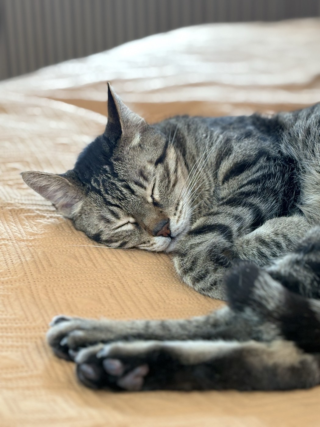 A tabby cat sleeping comfortably at home
