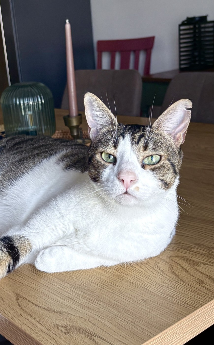 A white-and-tabby cat relaxing at home