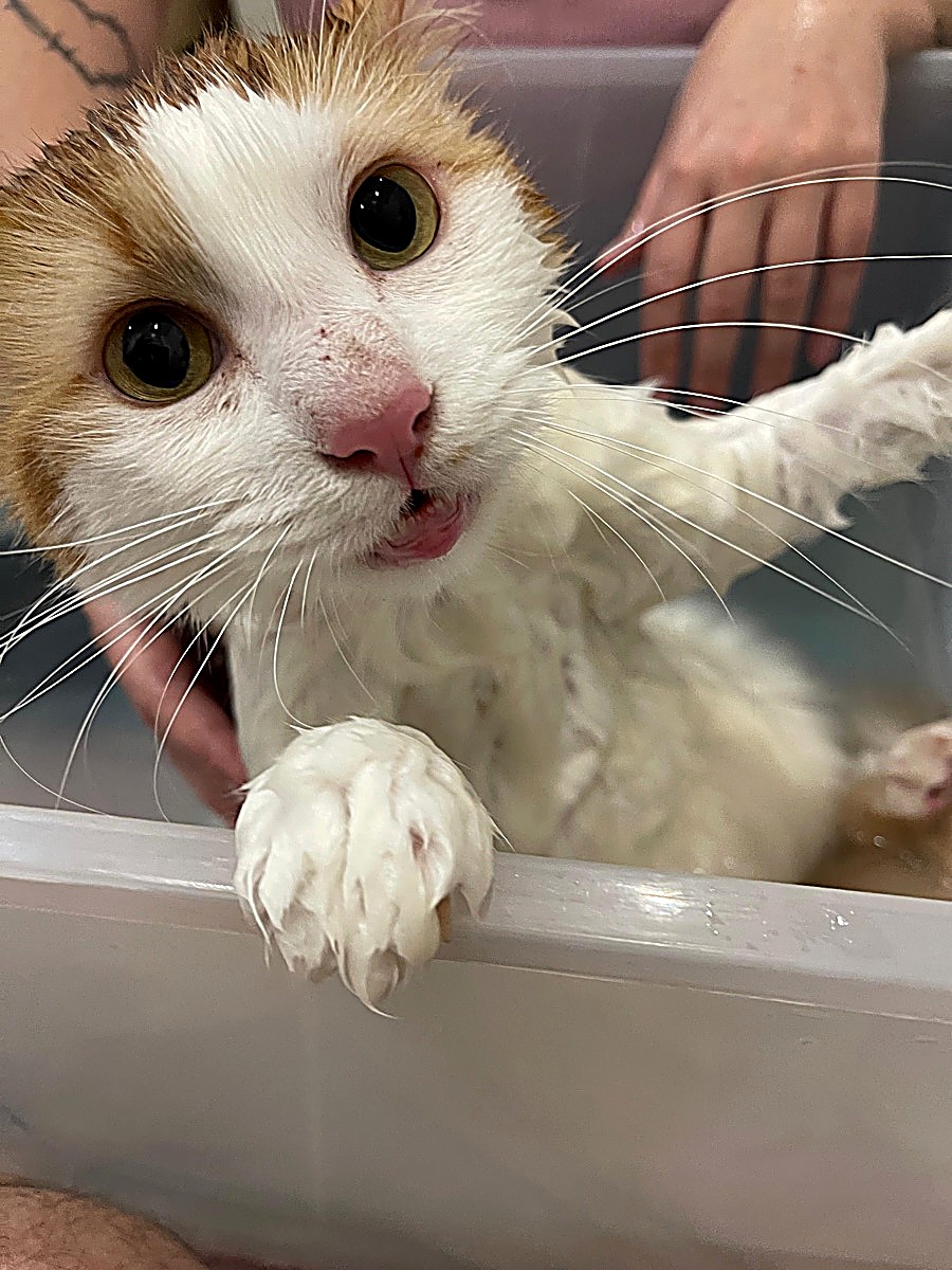 A cat having a vet-nurse flea dip