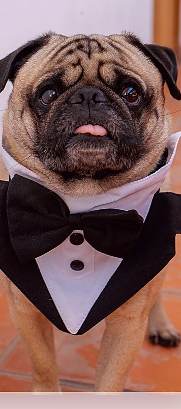 A dog dressed in a smart suit for a wedding